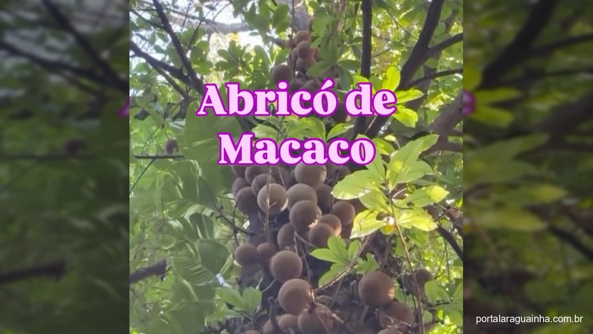 Homem mostrando um fruto redondo e marrom próximo a um tronco de árvore gigante coberto por frutos similares.