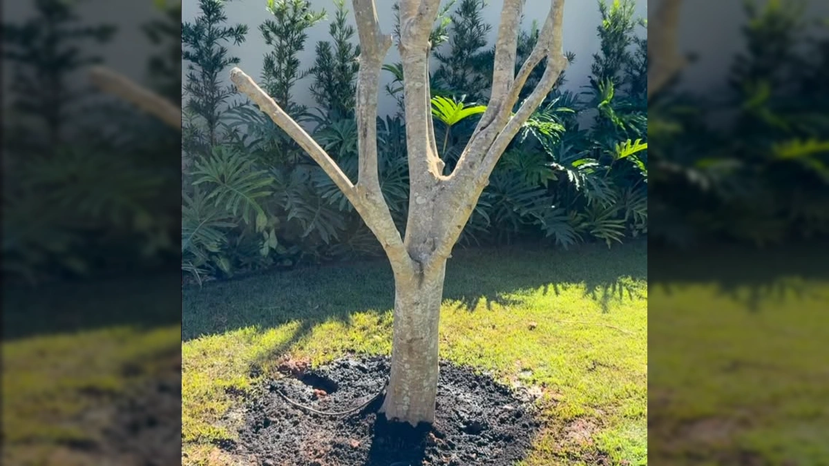 Gigante Verde Encontra Novo Lar: A Incrível Arte do Transplante de Árvores em Sinop!