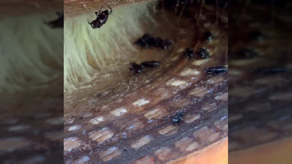 A praga silenciosa que está devastando lavouras de banana no Nordeste!