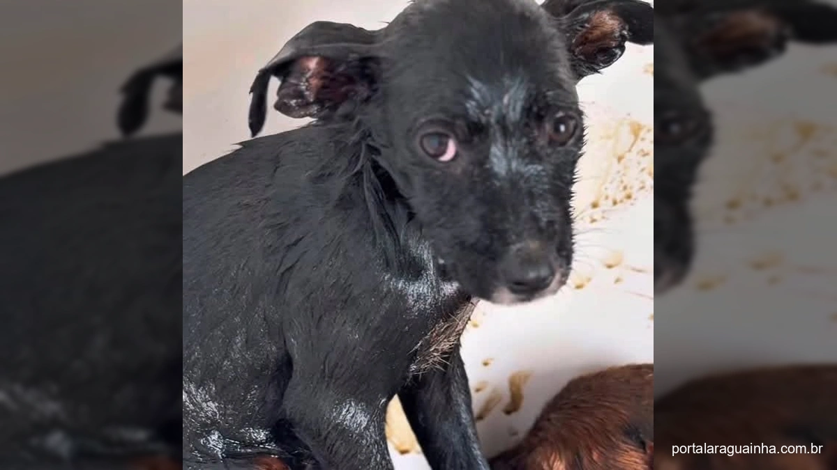 Cães Resgatados Cobertos de Piche Chocam Lucas do Rio Verde e Geram Onda de Solidariedade