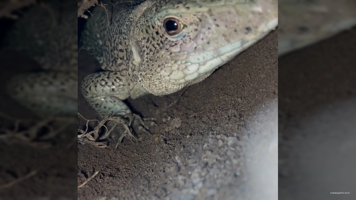 Revelado o Segredo dos Calangos: Suas Tocas São Verdadeiros Labirintos de Sobrevivência!