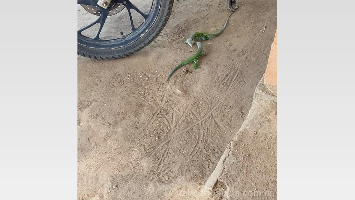 A Conflituosa Rotina de ‘Calango Seco’: O Lagarto Atrevido que Agita o ‘Parque dos Calangos’!
