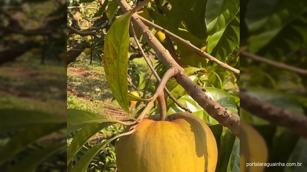 Fruta Canistel amarela em formato de coração pendurada em uma árvore com folhas verdes brilhantes sob o sol.