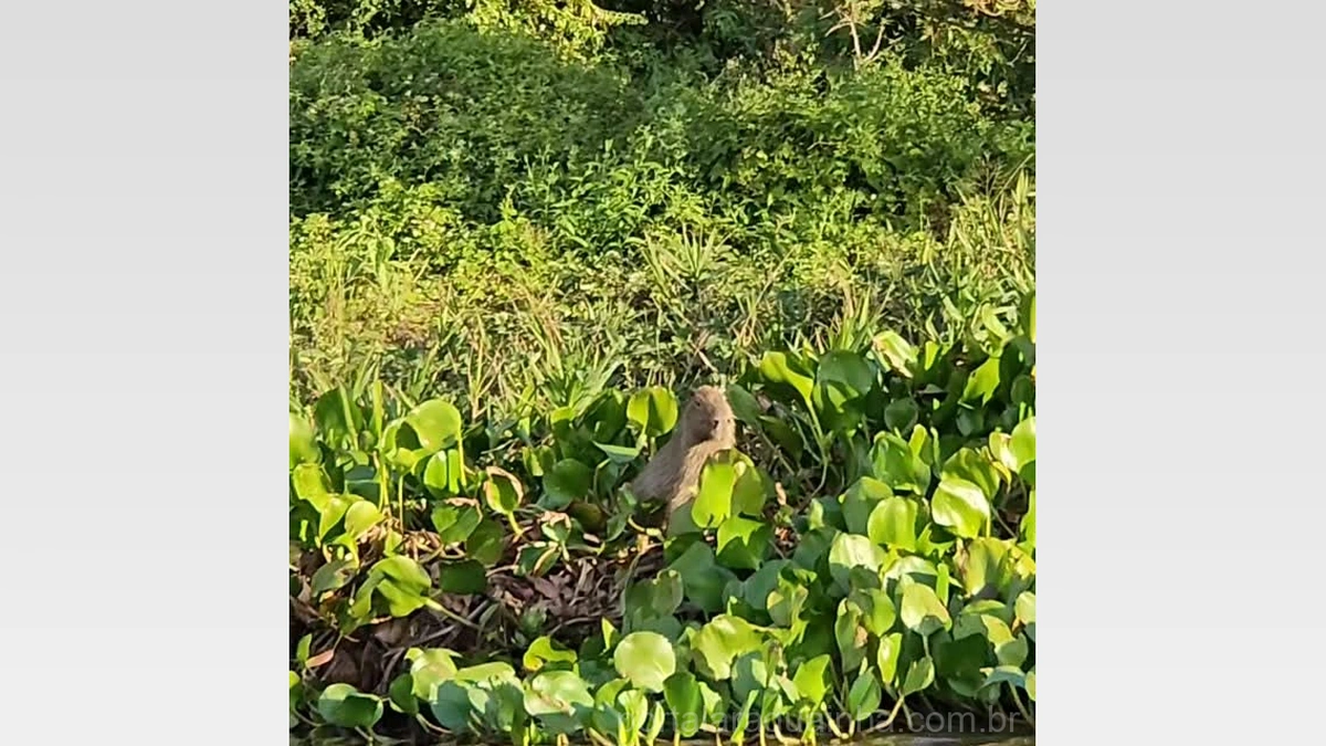 Encontro Inesperado: Capivara e Lontras Gigantes Protagonizam Cena Emocionante no Pantanal!