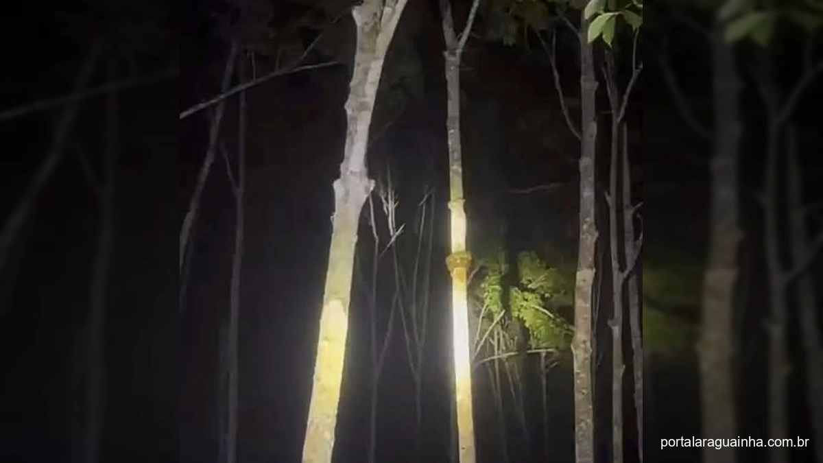 Cena Noturna Rara no Araguaia: Cobra Gigante Surpreende Internautas ao Escalar Árvore!
