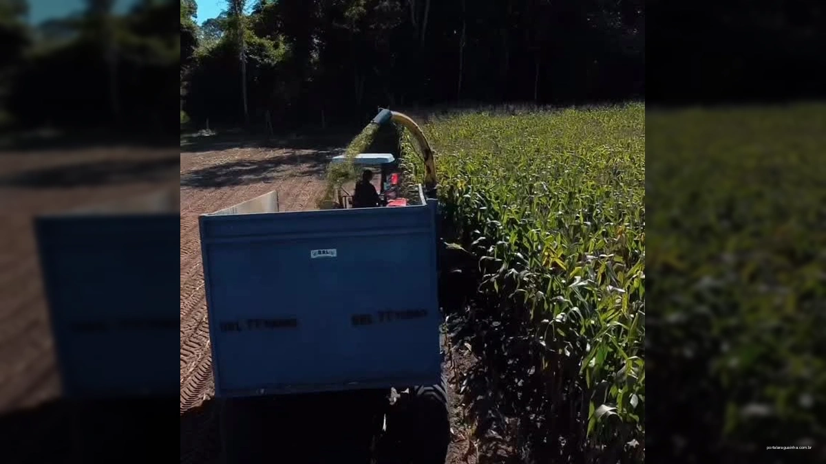 Itiquira Celebra Colheita Recorde de Silagem de Milho, Fortalecendo a Agricultura Familiar