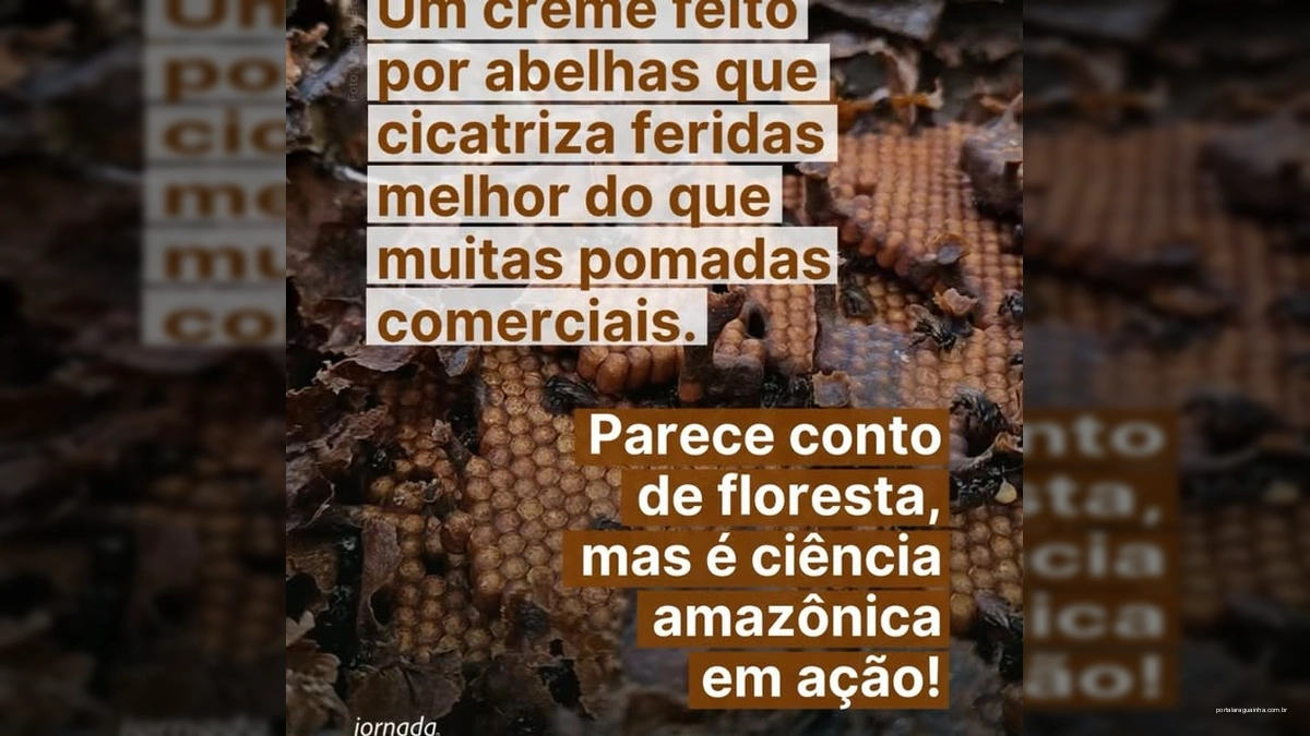 Descoberta Amazônica: Creme de Abelhas Curador Revoluciona Tratamento de Feridas!