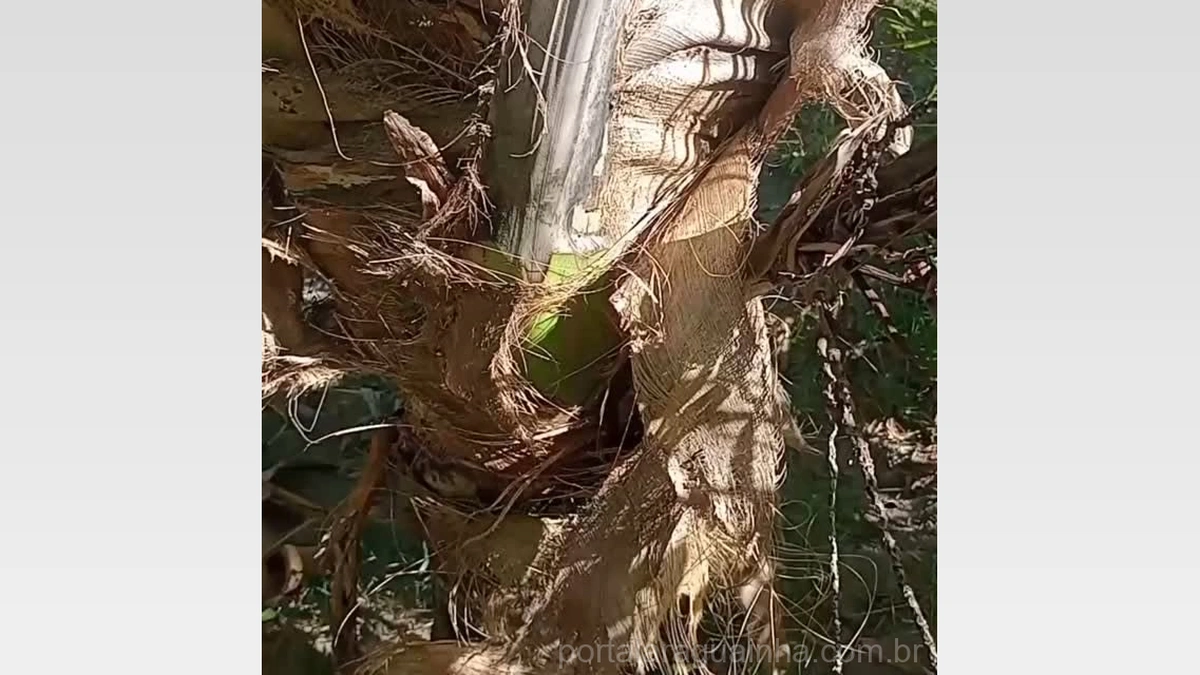 Coqueiros Gigantes e Produtivos: Desvende os Segredos para Acabar com a Falta de Cocos no Seu Pomar!