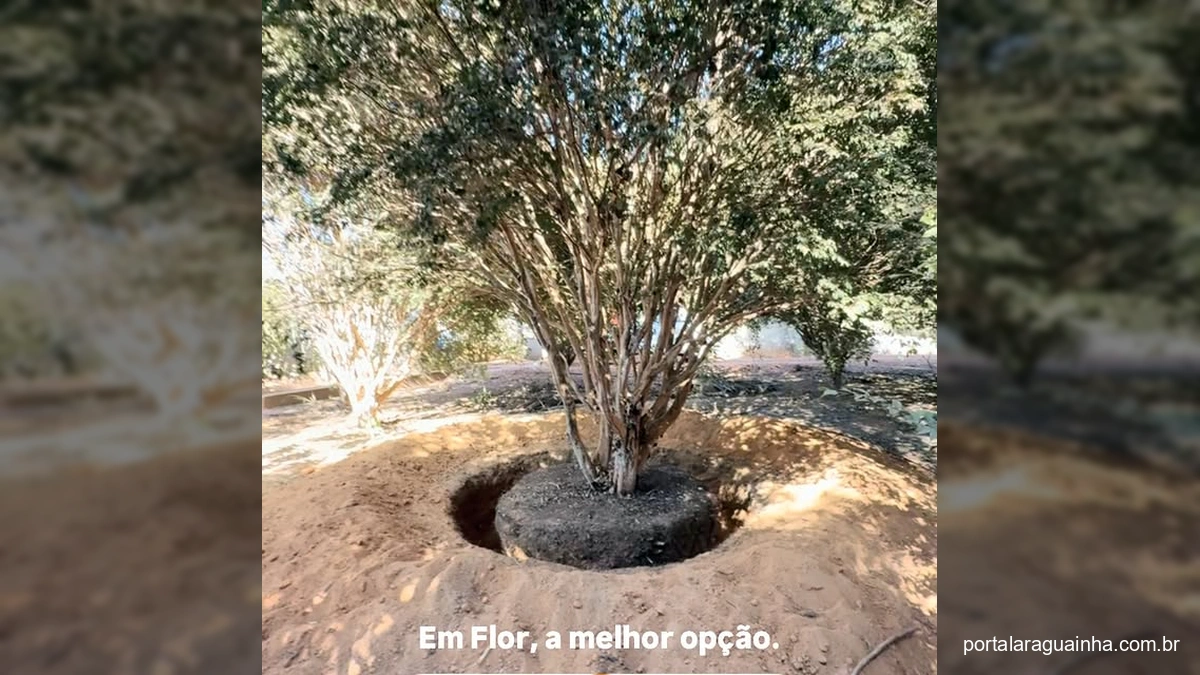 Homens trabalhando na retirada de uma grande jabuticabeira com raiz exposta para paisagismo