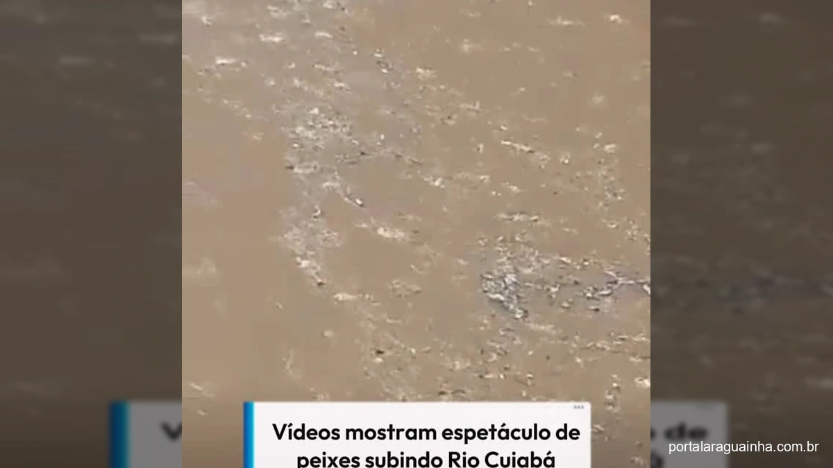 Espetáculo Aquático Inédito no Rio Cuiabá: Milhares de Peixes Dão Um Show da Natureza!