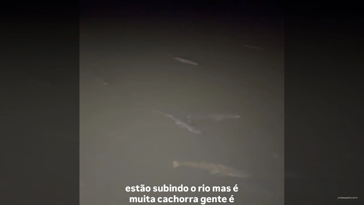 Rio Teles Pires em Sinop Vira Aquário Gigante com Fenômeno Surpreendente de Peixes!