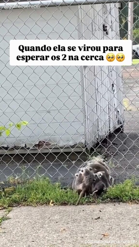 Filhotes de gamba se aproximando
