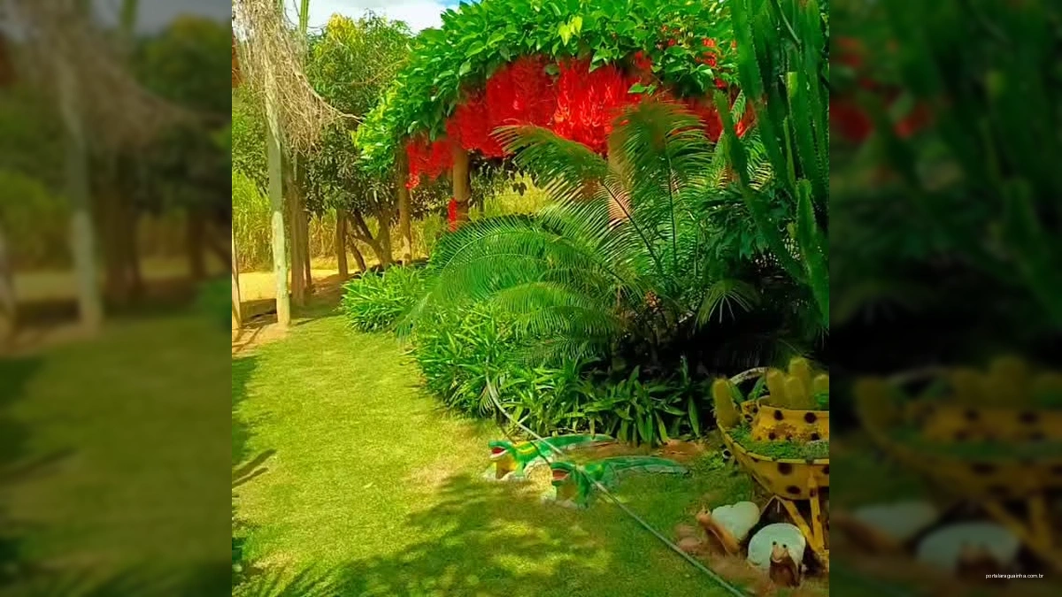 Espetáculo Escarlate: A Flor-de-Jade Vermelha Deslumbra Sob o Sol Intenso em Um Jardim Paradisíaco!