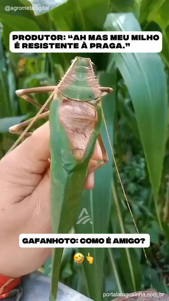 Gafanhoto gigante fala comigo