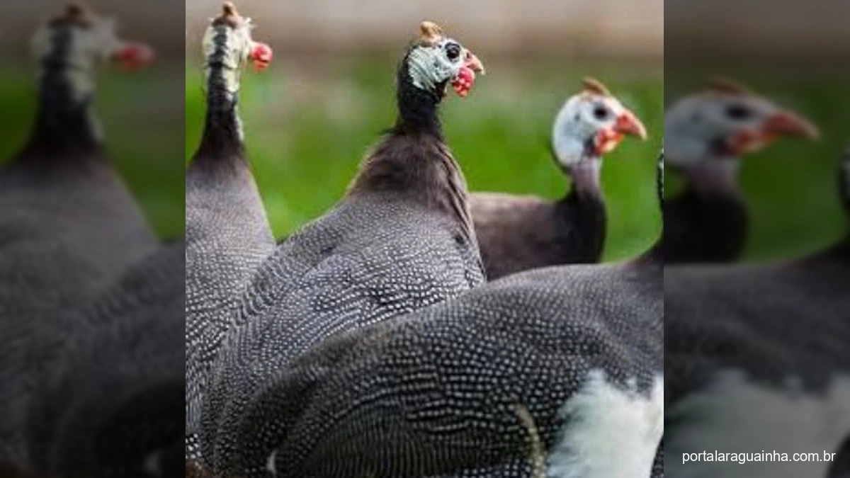 Galinhas d'Angola caminhando em um jardim de condomínio em Sinop, Mato Grosso.