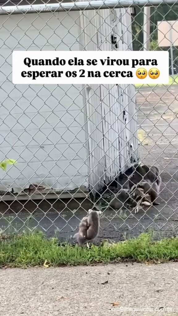 Gamba filhote desce da mae