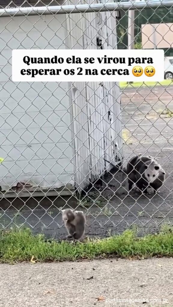 Gamba filhote perto da cerca