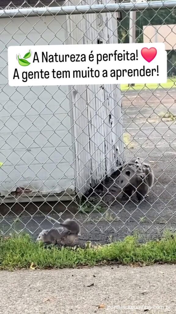 Gamba mae com filhote restante