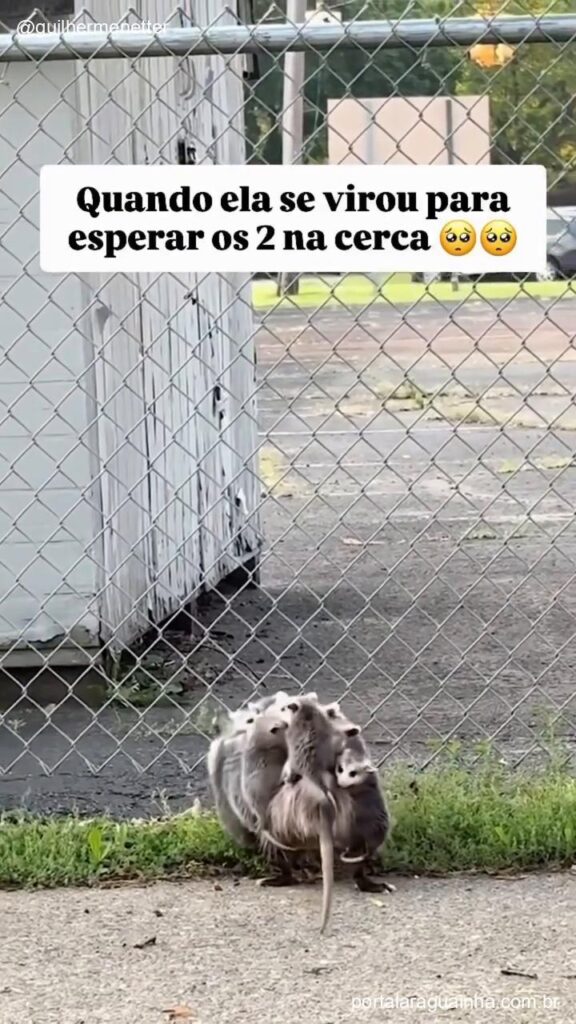 Gamba mae observando filhotes