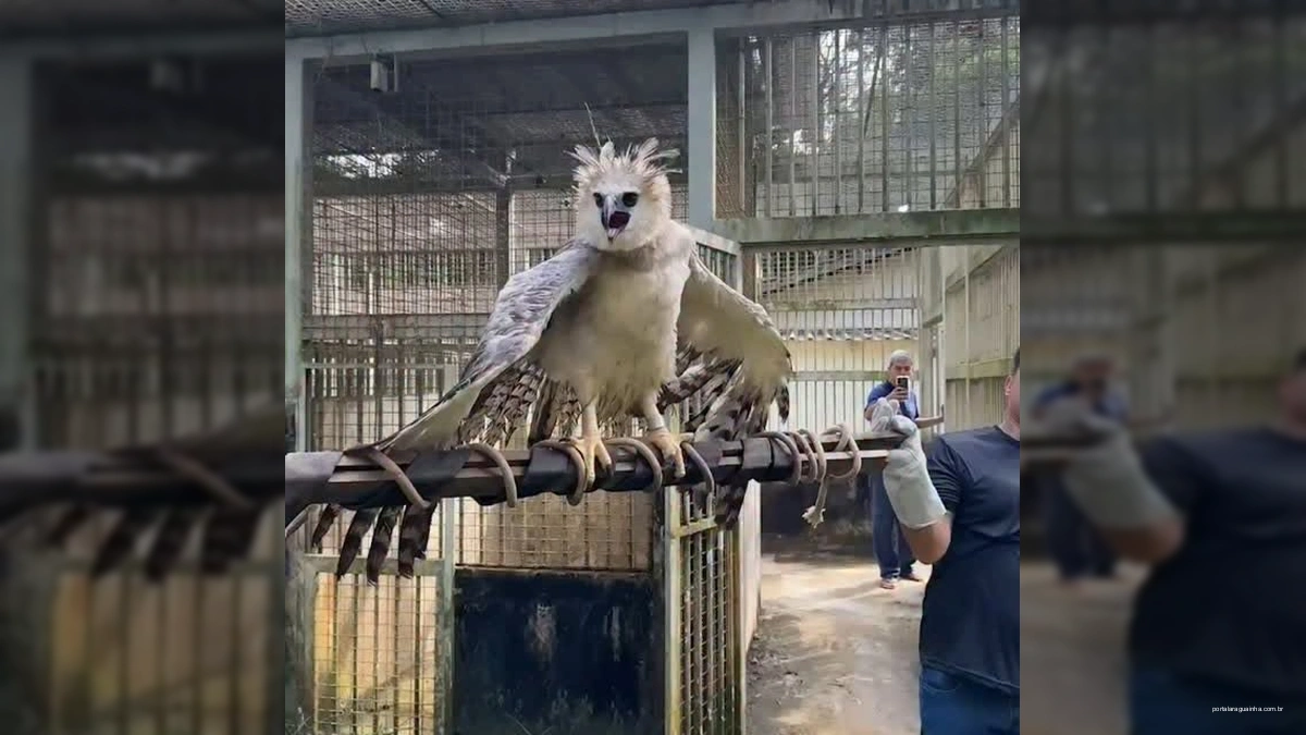 Harpia-real (gavião-real) sendo reabilitada em centro do Ibama
