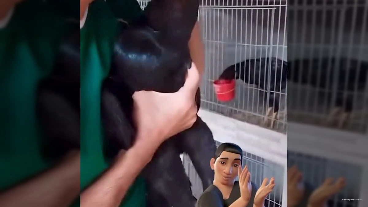 Herói Inesperado Salva Galo Desmaiado com Técnica de Ressuscitação em Maceió!