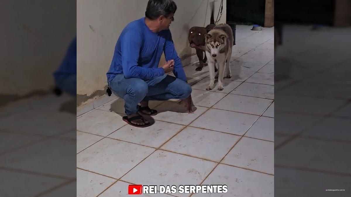 Homem apresentando uma cascavel para seus cães, um Husky e um Pitbull, que reagem com medo.