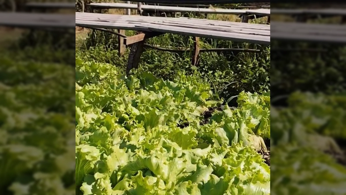 A Solução Genial para Cultivar sua Própria Horta em Pequenos Espaços: Um Segredo Revelado em Caldas Novas!