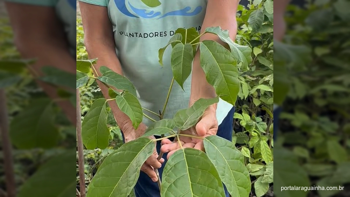 Mulher segurando muda de ipê verde em viveiro de plantas