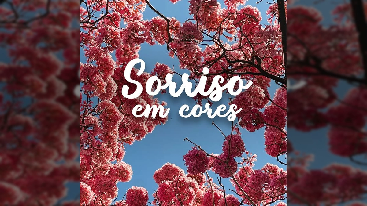 Espetáculo Lilás Tinge Ruas de Sorriso: A Temporada dos Ipês Encanta Moradores!