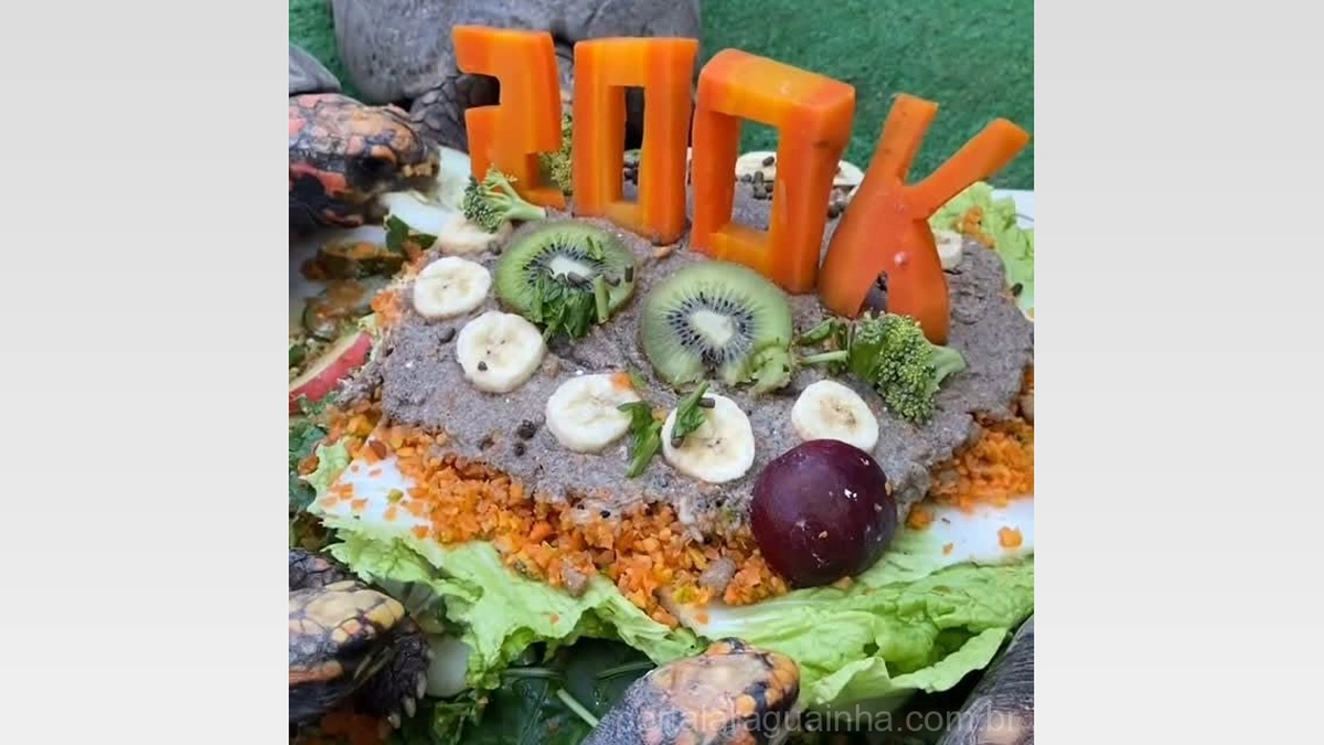 Celebração Inusitada: Jabutis Festejam 200 Mil Seguidores com Bolo Especial!