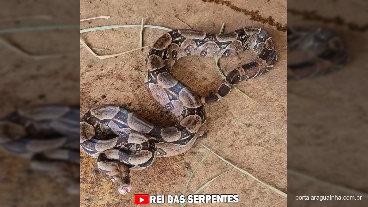 Cobras Surpreendem Fazendeiro e Causam Prejuízo Inesperado em Propriedade Rural