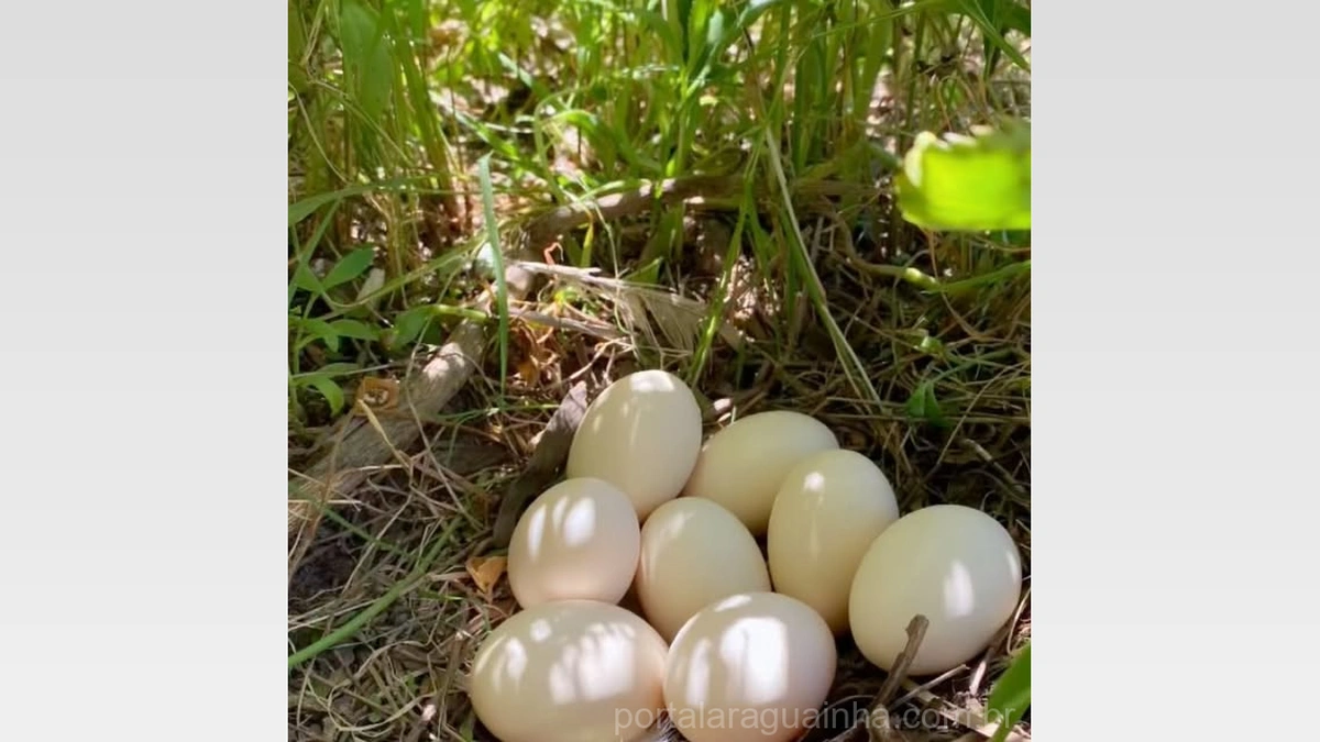 Aves no Campo: Desvendando a Natureza de Perus e a Proliferação Surpreendente das Garnizés!