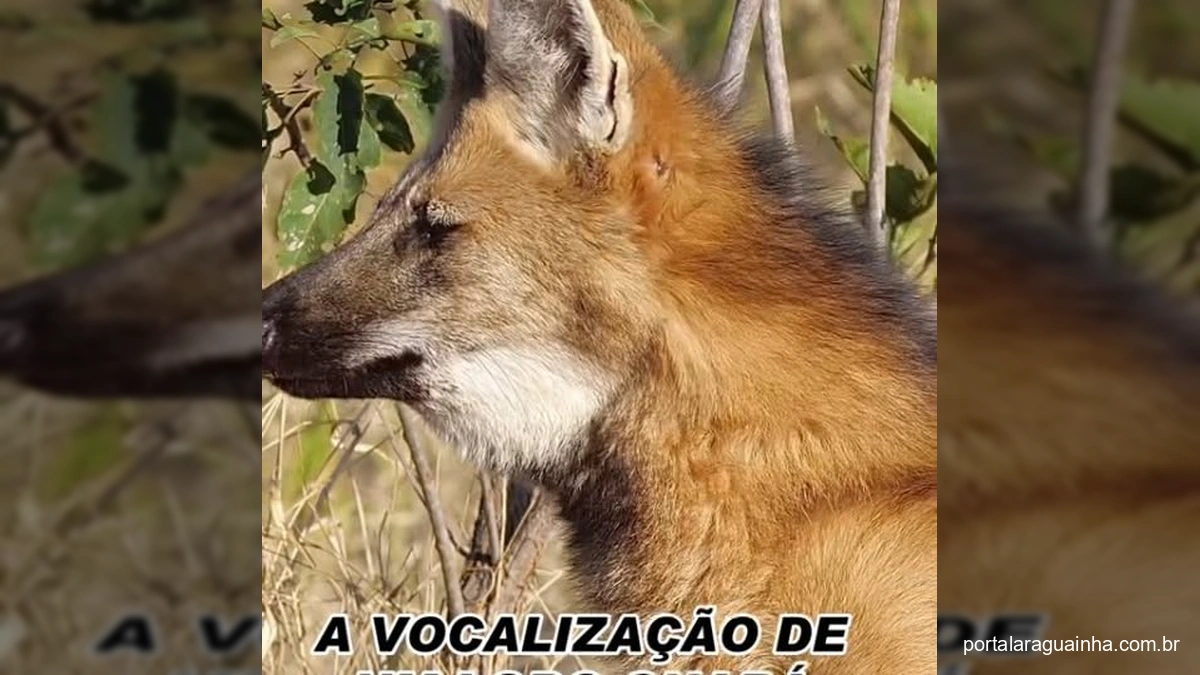 Lobo-guará vocalizando no Cerrado