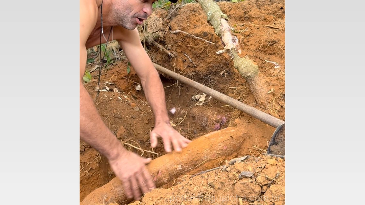 Colheita Surpreendente: Produtor em Espera Feliz Desenterra Raízes Gigantes de Mandioca!