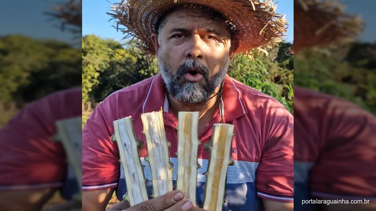 Desvendando o Segredo: Mandioca Sem Fiapos é Mito ou Realidade?