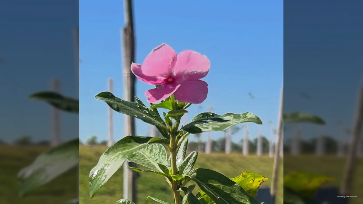 Parque de Eventos de Marcelândia Floresce e Convida a Comunidade à Preservação!