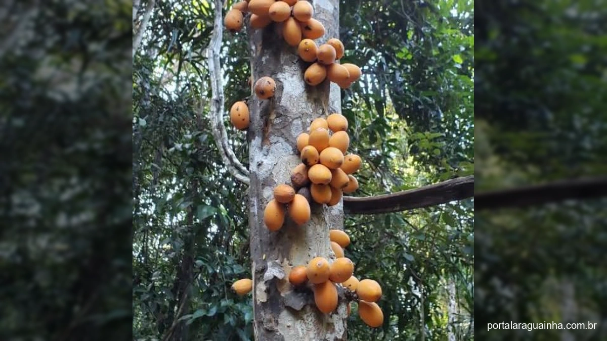 Marmixa: A Joia Escondida da Floresta Brasileira que Encanta e Alerta para a Conservação!