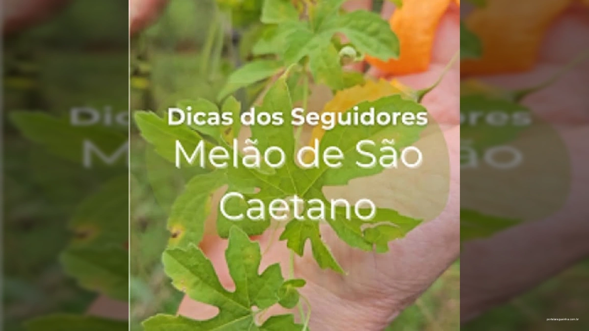 Mulher adulta explicando os benefícios do melão de São Caetano (Momordica charantia) em meio à natureza.