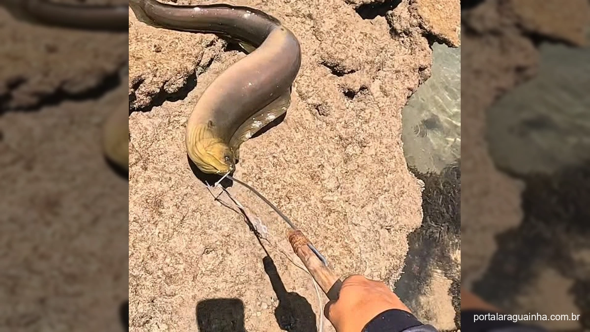 Captura Eletrizante: Pescador Amador Luta Contra Moreia Gigante em Rocha Costeira!