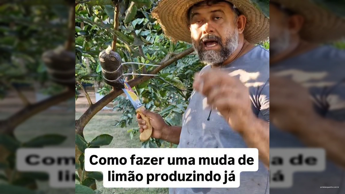 Revolução Cítrica: Descubra Como Ter um Limoeiro Produzindo em Apenas 30 Dias com a Técnica da Alporquia!