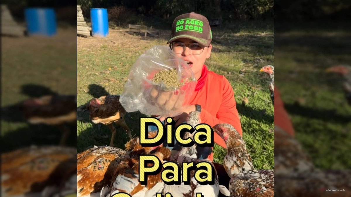 Mulher rural mostrando orégano para galinhas caipiras no campo