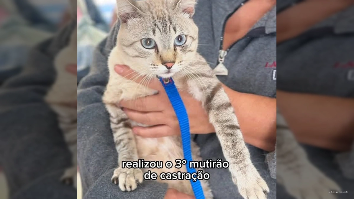 Feliz Natal Brilha em Ação Social: 3º Mutirão de Castração Gratuita Transforma Vida de Cães e Gatos!