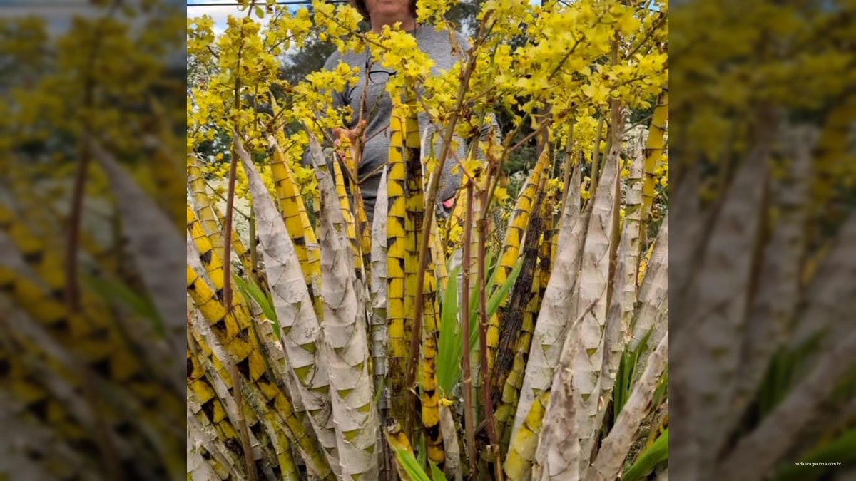 Rabo de Tatu Florido: A Orquídea Cyrtopodium que Batiza Cidades e Cura!