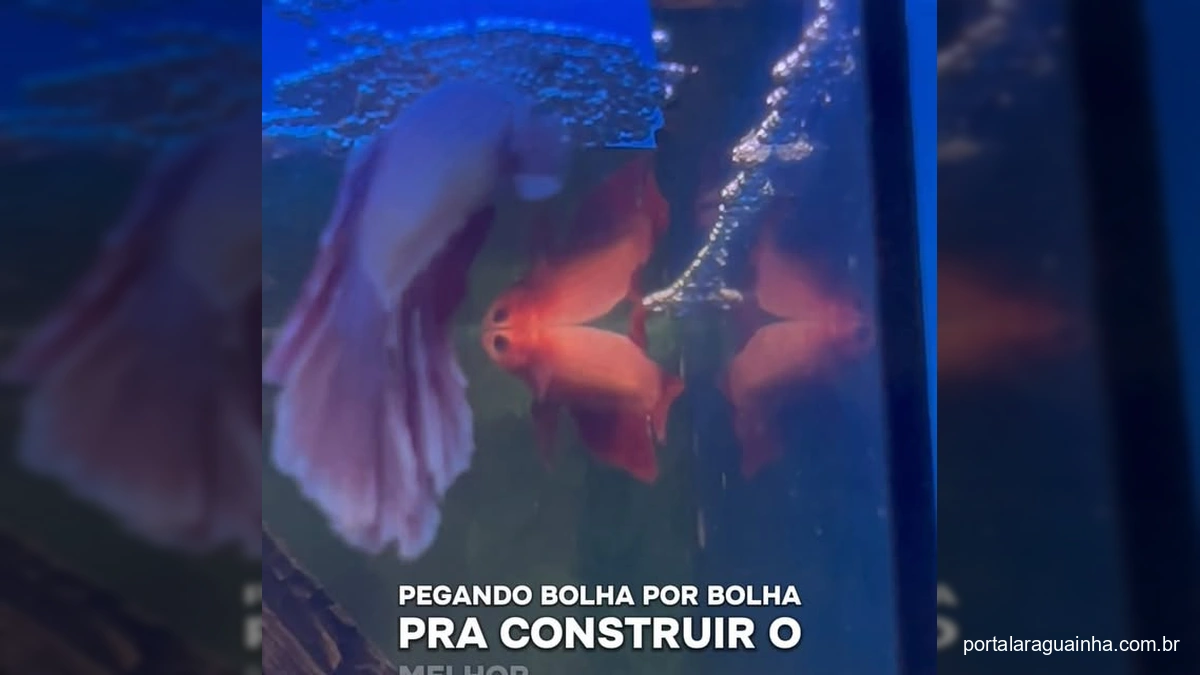 Drama Aquático: Peixe Betta Macho Ciumento e o Plano de Separação para o Romance Florir!