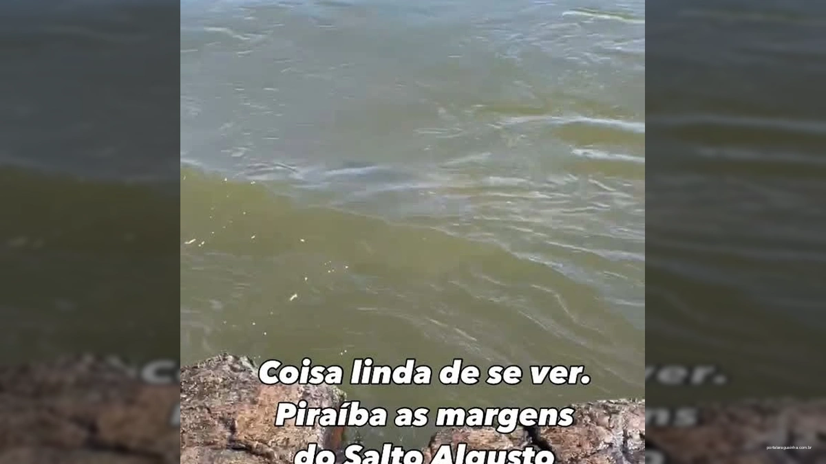 Piraíba gigante no Salto Augusto, Rio Juruena, Mato Grosso