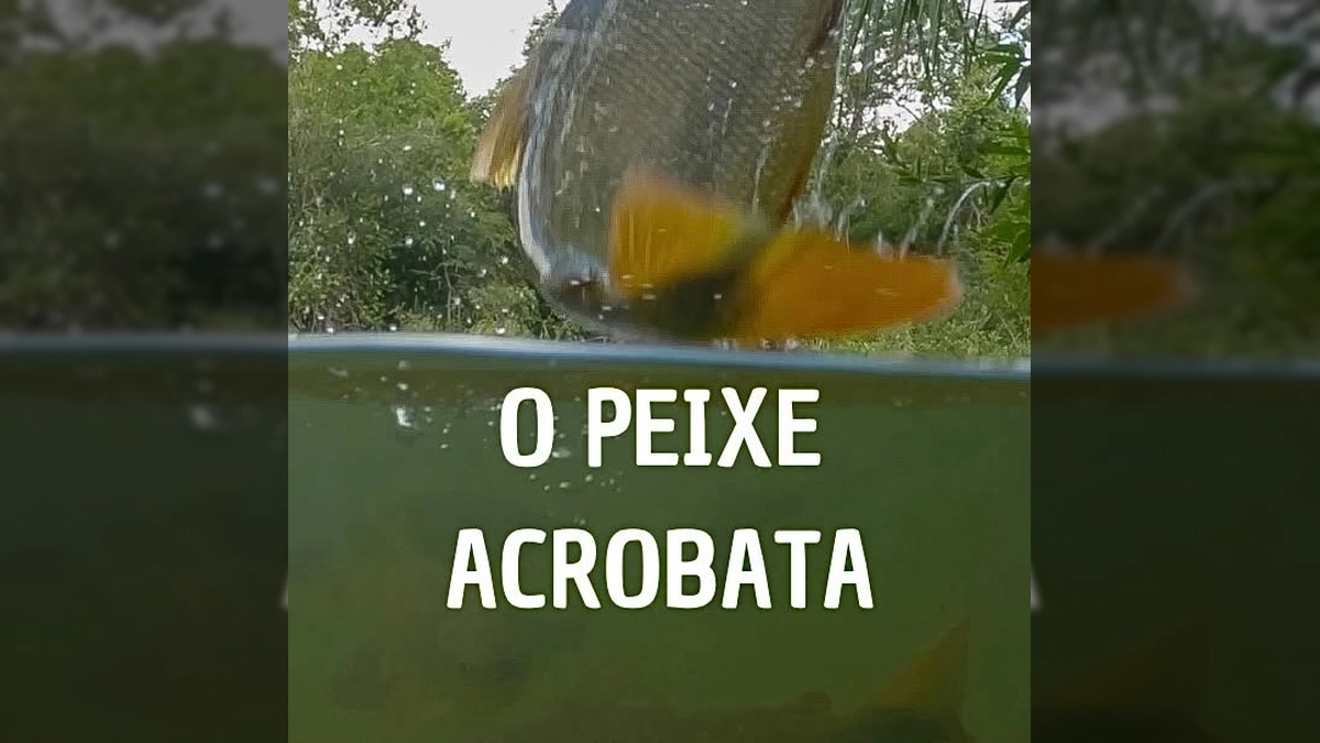 Piraputangas saltando para pegar alimento fora da água em Bonito, MS. Créditos: destino.animal / Instagram.