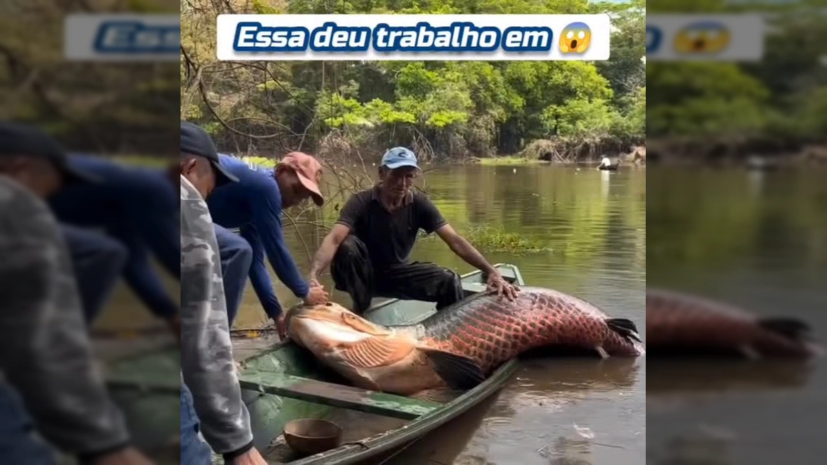 O que aconteceu com este Pirarucu gigante na Amazônia vai te surpreender!