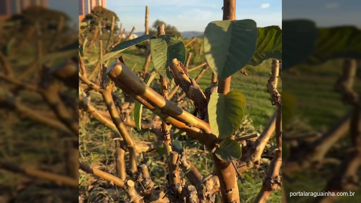 Revolução na Colheita: Produtor de Goiabas Revela o Segredo da Poda de Produção para Frutos Abundantes!