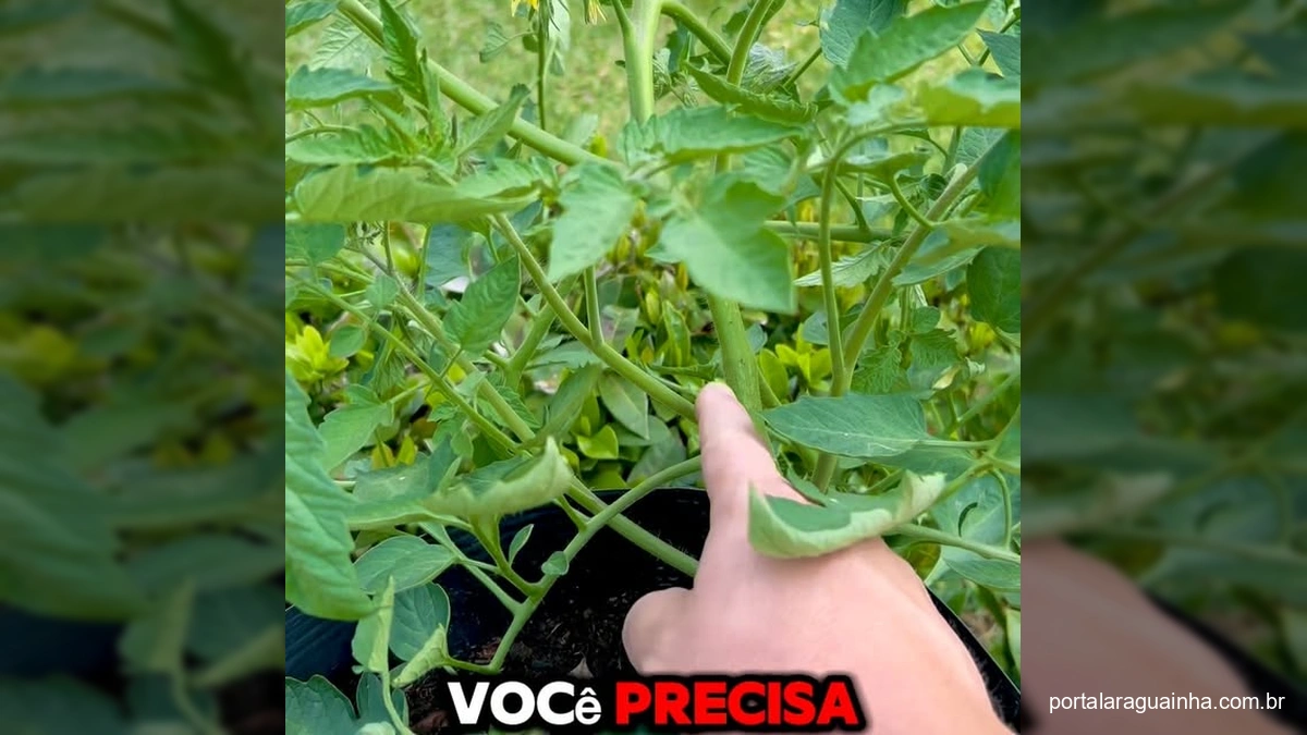 Segredo da Horta: Como a Poda Correta Vai Transformar a Produção dos Seus Tomates!
