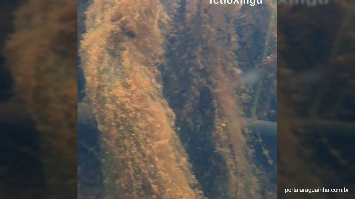 ENCONTRO ELETRIZANTE! Poraquê Gigante é Filmado na Amazônia e Deixa Internautas Chocados!